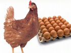 Инкубац. яйцо и цыплята несушки Ломан Браун