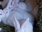 Кролики породы паннон объявление продам