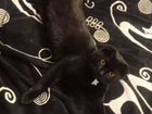 Вязка кот чёрный, уши сломаны объявление продам