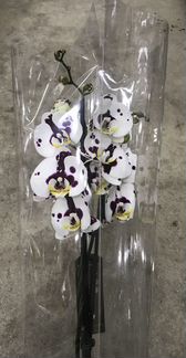 Фаленопсис Красный Крест. Доставка