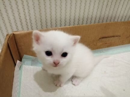 Кошка- компаньон