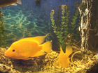 Продам аквариумных рыб Цихлазома лимонная