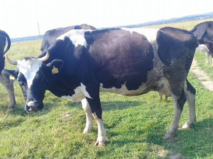 Молочные коровы ярославской породы - фотография № 3