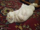 Шотландский персиковый котик ищет подругу объявление продам