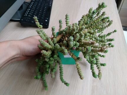 Крассула неалеана