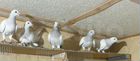 Продаю бакинских и почтовых серебристых голубей объявление продам