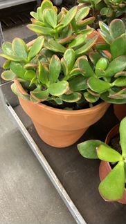 Толстянка/ Крассула Сансет в керамике / Денежное д