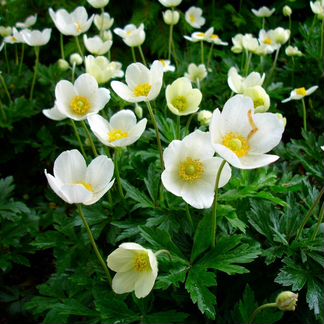 Анемона (Anemone sylvestris)