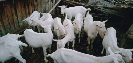 Зааненские козы - фотография № 2
