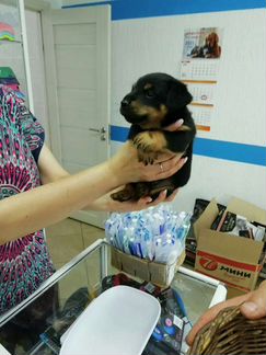 Ягдтерьер щенок девочка 1.5,месяца глистагонена ку