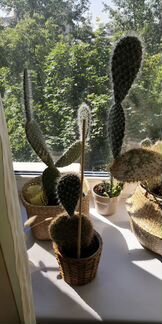 Детки кактуса крупной опунции, 10-20 см в высоту