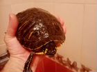 Черепаха водяная