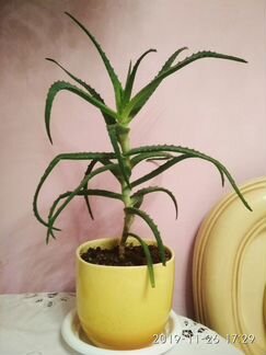 Алоэ, столетник