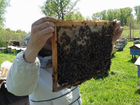 Пчёлы, пчелопакеты, расплод объявление продам