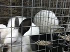 Клетки для кроликов с кроликами