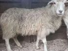 Овцы козы объявление продам