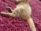Шотландская вислоухая кошка(Скоттиш-Фолд) на вязку