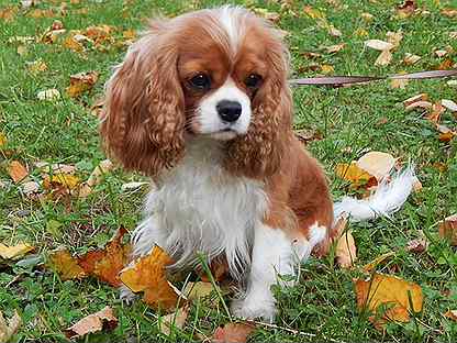 Cavalier king charles spaniel adoptar