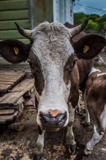 Коровы дойные молочные и телята - фотография № 2