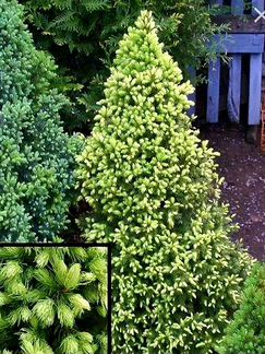 Ель белая в горшочке