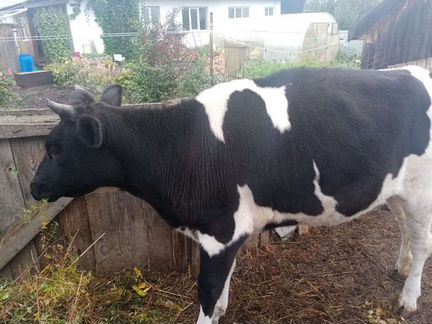 Корова голштинской породы - фотография № 5