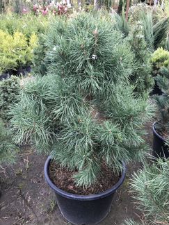 Сосна обыкновенная Extra