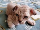 Котята донского сфинкса (браш) объявление продам