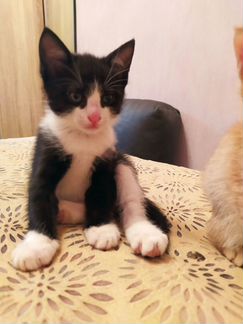 Котята от домашней кошки крысоловки в добрые руки