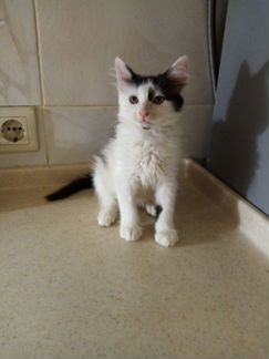 Милый пушистик