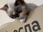 Экозотическая кошка объявление продам
