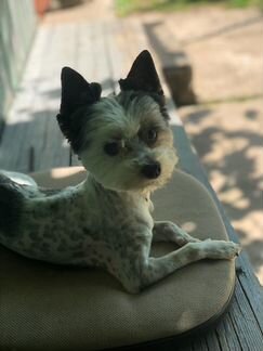 Мальчик Бивер ищет невесту для вязки