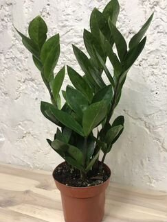 Замиокулькас Zamiifolia