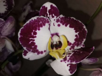 Орхидея фаленопсис Bellicose
