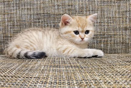 Шотландский котик