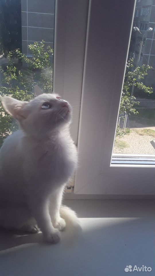 Отдам милого котенка девочку