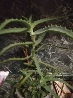 Алоэ лекарственное