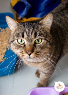 Микель самый нежный и ласковый котик на свете