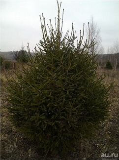 Елка Ель Сосна Новогодняя Живая Оптом