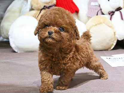 Карликовый пудель нестриженный. Той пудель китай. Той пудель нестриженный. Китайский королевский пудель. Той пудель золотистый.