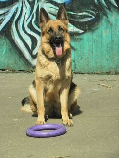 Щенки немецкой овчарки