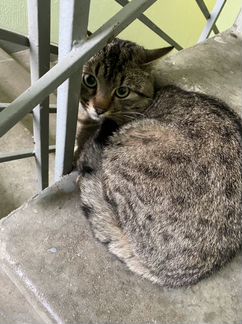 Потерянный кот, найден на Новой Риге