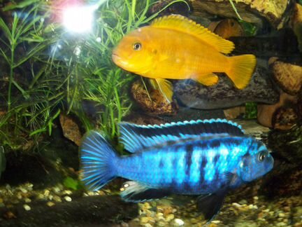 Саулози Коралл saulosi coral