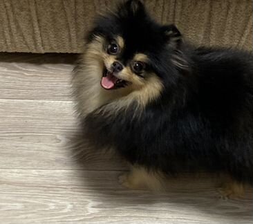 Черноподпалая девочка померанский шпиц