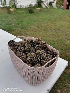 Шишки сосновые