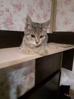 Кошечка полгодика в добрые руки