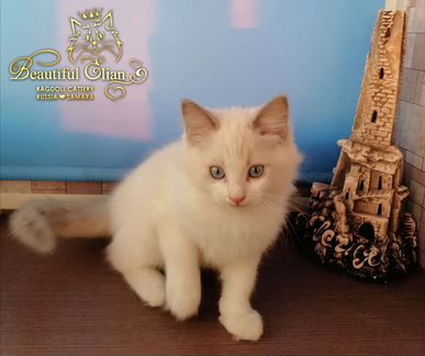 Котенок Рэгдолл