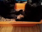 Шотландские вислоухие котята черные объявление продам
