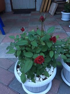 Роза кордана в для комнаты