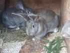 Кролики Флендер Самки (большая порода ) объявление продам
