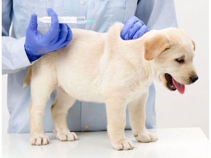 Ветеринарный врач выезд 24 часа